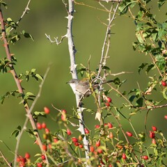 Curruca melanocephala