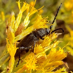 Cerambycidae