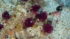 Distaplia occidentalis