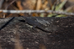 Tropidurus
