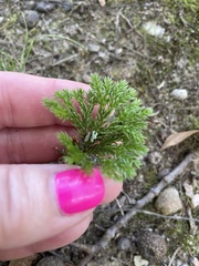 Dendrolycopodium hickeyi