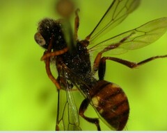 Nomada