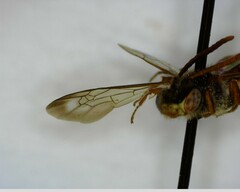 Nomada