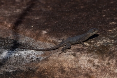 Tropidurus