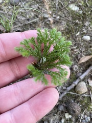 Dendrolycopodium hickeyi