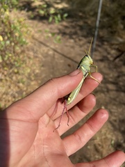 Schistocerca lineata