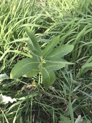 Asclepias syriaca