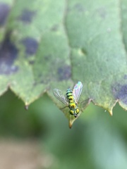 Condylostylus caudatus