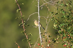 Emberiza cirlus
