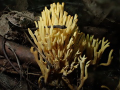 Clavulinopsis corniculata