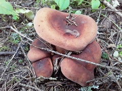 Lactifluus volemus