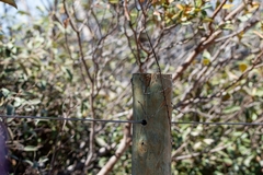 Otocraniella flagelloantennata