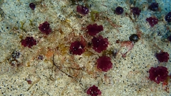 Distaplia occidentalis