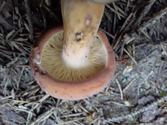 Lactifluus volemus