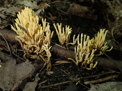 Clavulinopsis corniculata