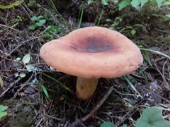Lactifluus volemus