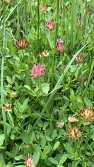 Trifolium wormskioldii