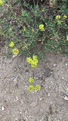 Eriogonum umbellatum