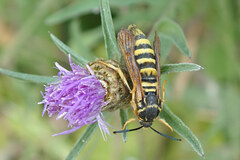 Pennisetia marginatum