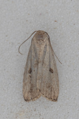 Hypenodes fractilinea