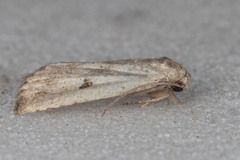 Hypenodes fractilinea