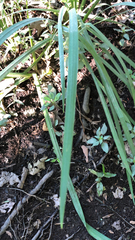Asparagales