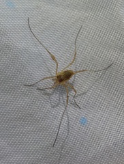 Oligolophinae