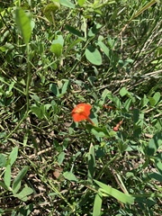 Ipomoea coccinea