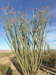 Fouquieria splendens