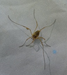 Oligolophinae