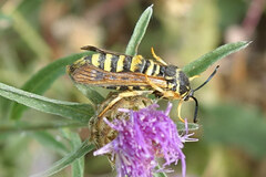 Pennisetia marginatum