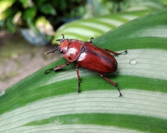 Prosopocoilus astacoides