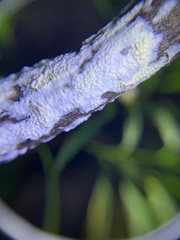 Antrodiella