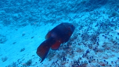 Bodianus speciosus