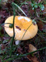 Russula claroflava