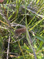 Carex comosa