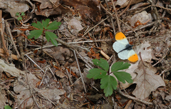 Anthocharis cardamines