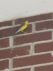 Cardellina canadensis