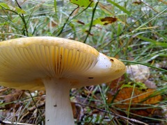 Russula claroflava