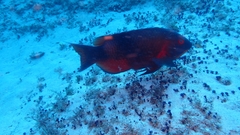 Bodianus speciosus