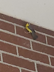 Cardellina canadensis