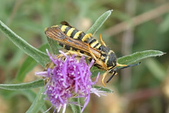 Pennisetia marginatum