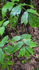 Sambucus racemosa