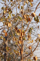 Combretum
