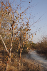 Combretum