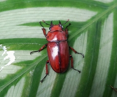Prosopocoilus astacoides