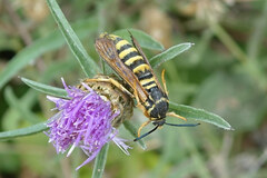 Pennisetia marginatum