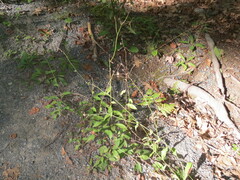 Hieracium murorum