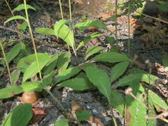 Hieracium murorum