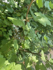Ribes sanguineum